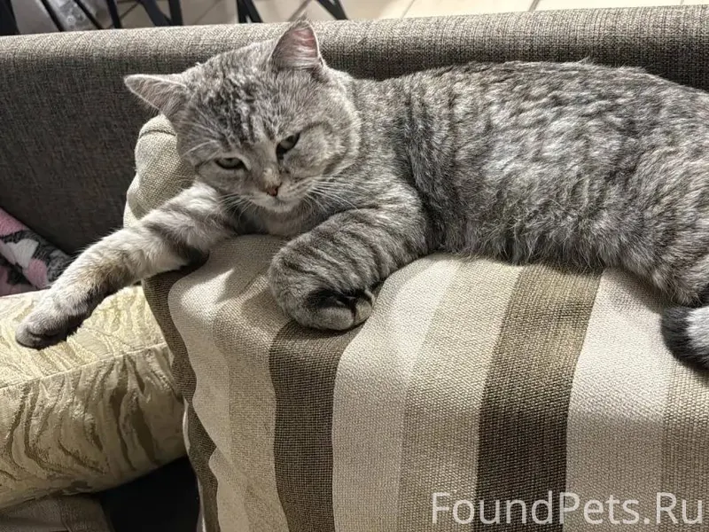 Добрый день! У нас пропал кот....