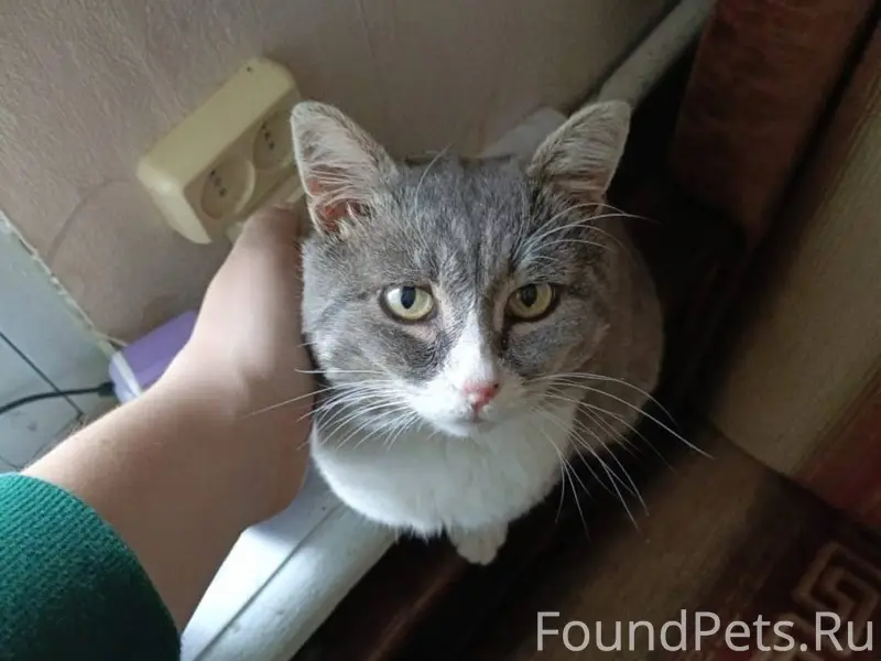 ❗❗❗ПРОПАЛ КОТ!!! Климовск, рай...