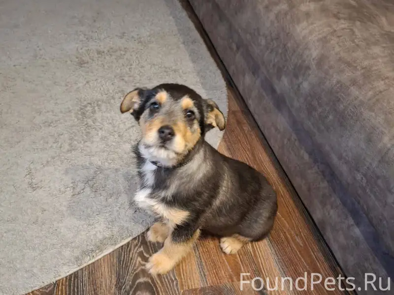 Комарова 8, найден щенок со шл...