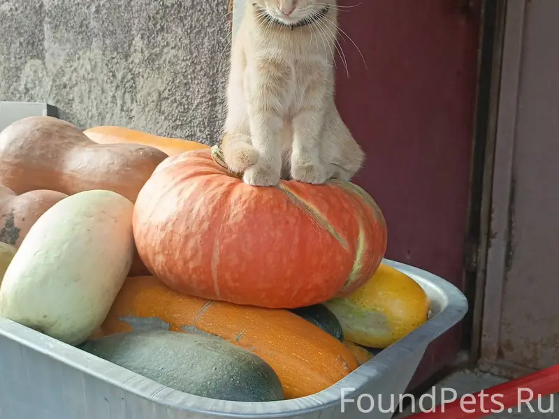 Пропал очень добрый кот по кли...