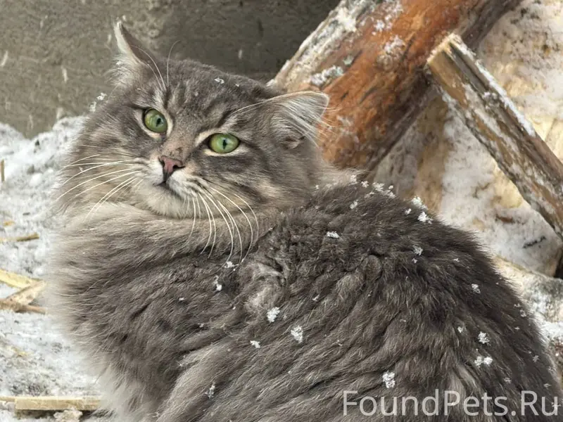 НАЙДЕНО КОТОСЕМЕЙСТВО https://...