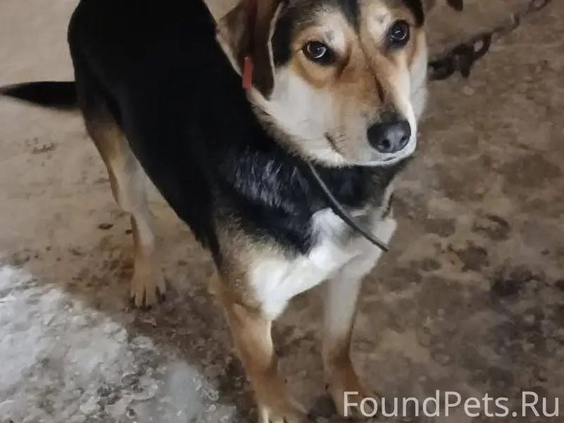 Пропал пес Граф, 4 мкр-на...