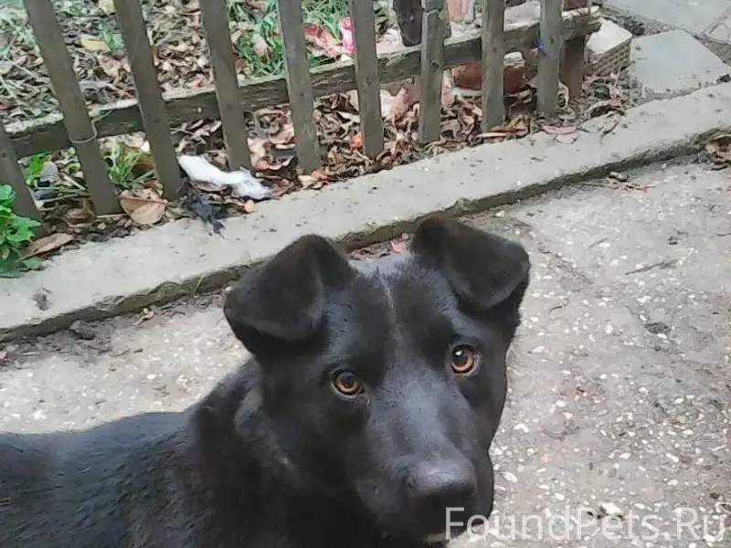 Пропала собака. 13 января сбеж...