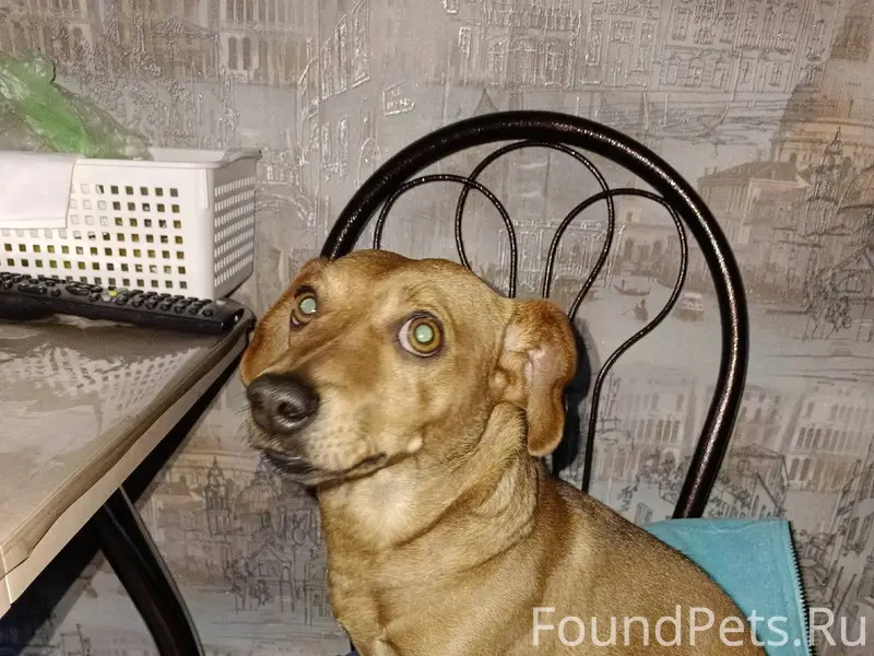 Найден кобель в районе школы 6...