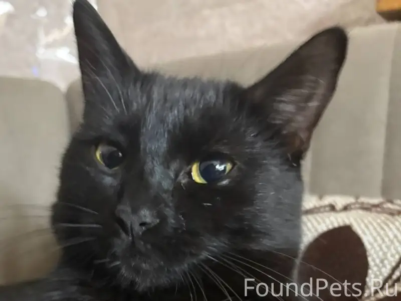 Пропал черный кот примерно 1,5...