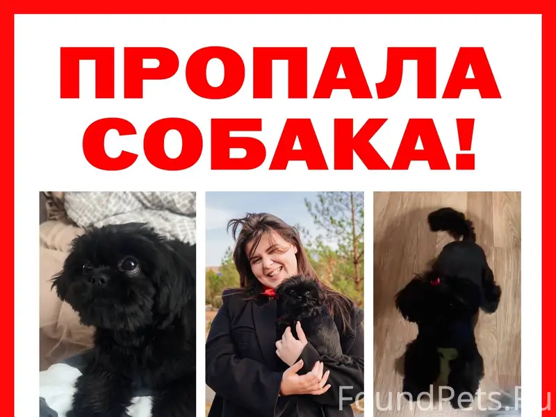 🚨 Потерялась собака 🚨 В городе...