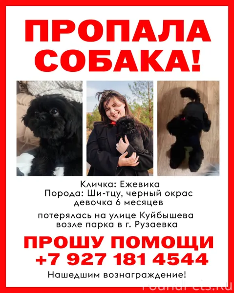 🚨 Потерялась собака 🚨 В городе...