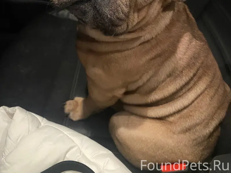 БУЗУЛУК!!! СРОЧНО! НАШЛИ СОБАК...