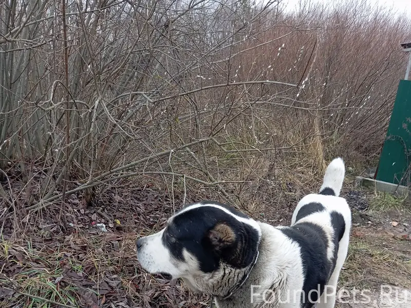 Чанки. Найдена собака Бродит б...