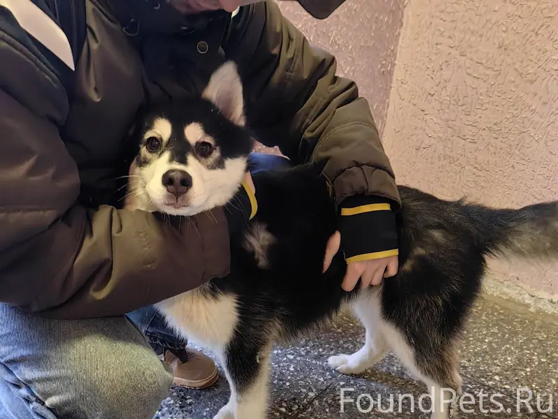 ПОИСК ХОЗЯЕВ На Ленина, 11 най...