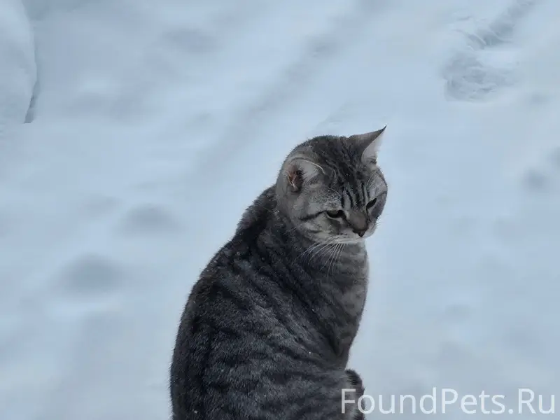 ИЩУТ КОТ д. СКУРЫГИНО Чеховски...