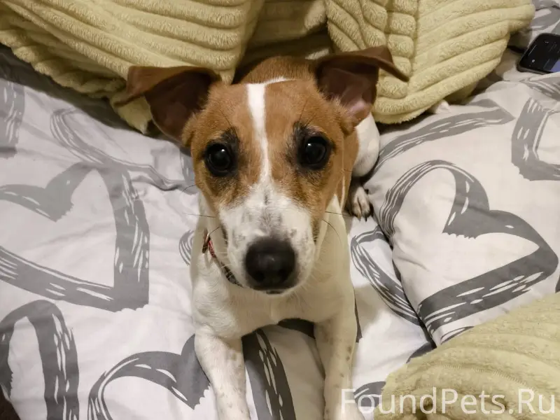 Найдена собака , девочка , Дже...