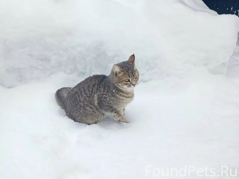 1. Потерялся кот, серый, шотла...