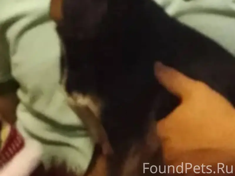 Пропал пёс в районе горсети пр...