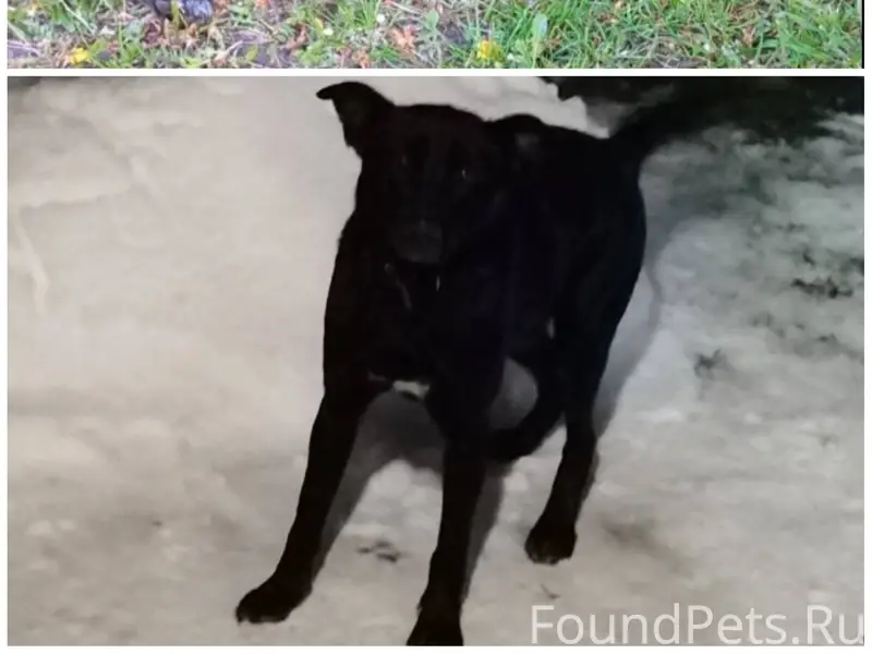 Пропала собака!!! Пожалуйста, ...