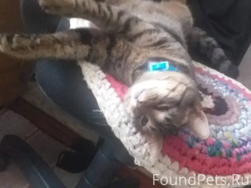 Пропал кот. Зовут Кузей.Помоги...