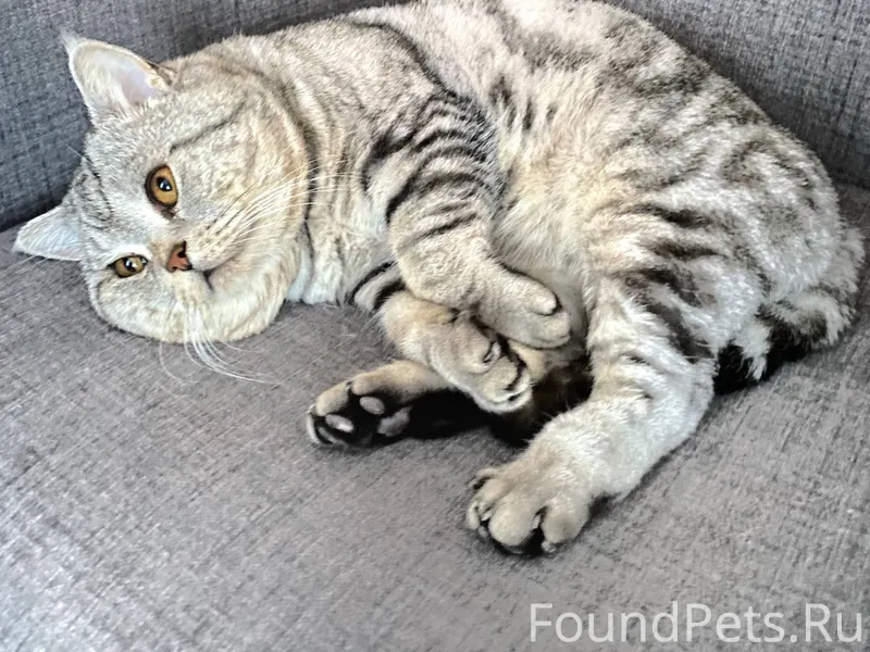 Култаево. Пропал кот. Окрас се...