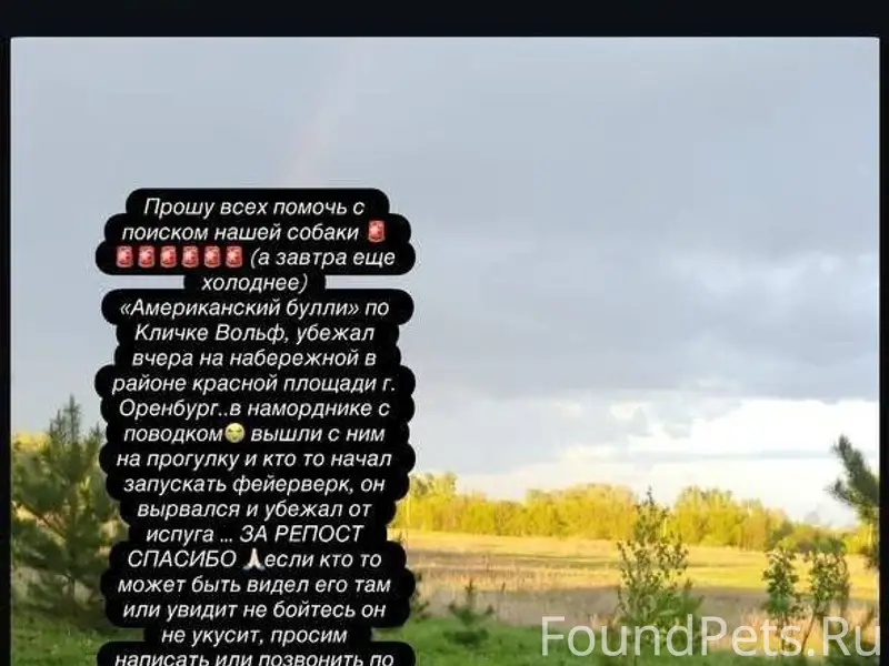 Пропала собака в районе Набере...