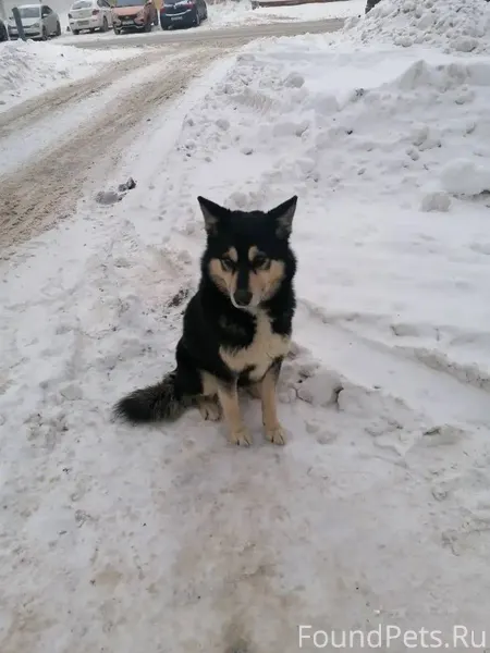 Третий день пёс гуляет в Север...