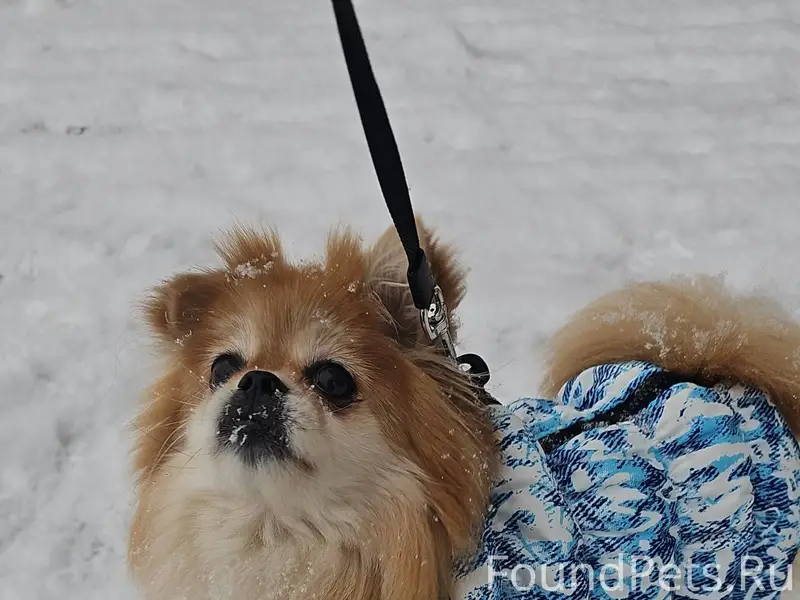 07.01.2026 Была найдена собака...