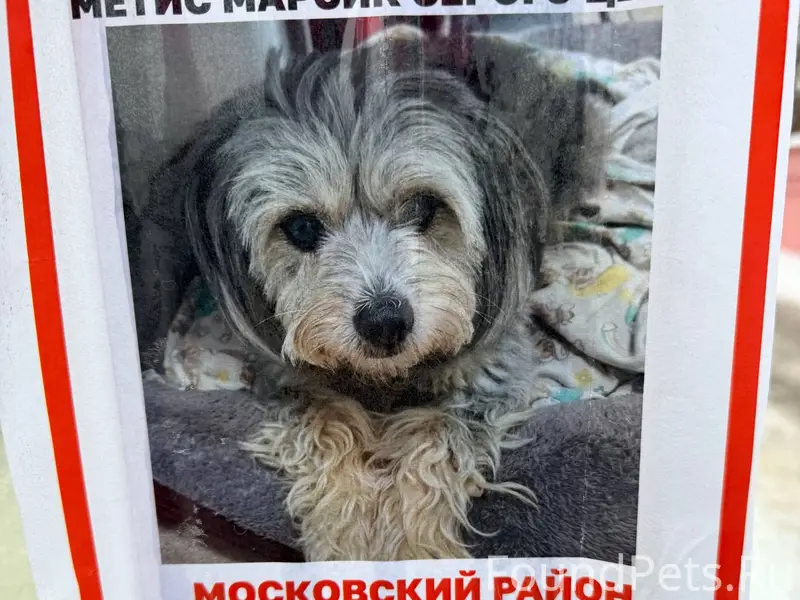 Пропала собака!!!! Московский ...