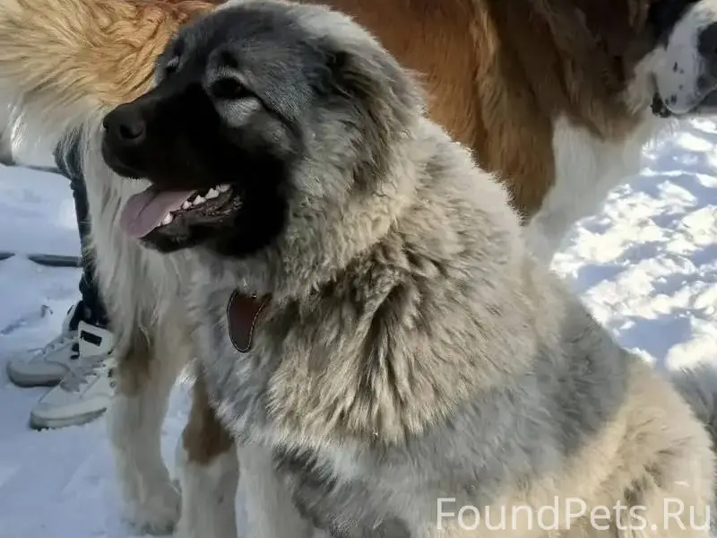 Всем привет 🤝 Потерялась собак...