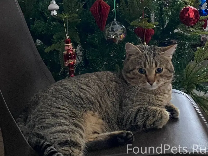 Пропал кот Барсик! Кто увидит,...