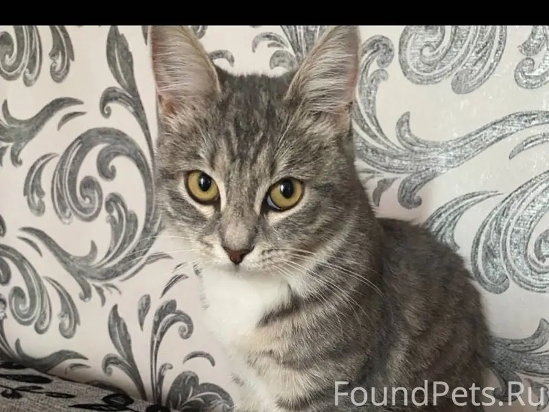 ПРОПАЛА КОШКА!!! Имя Соня . Мо...