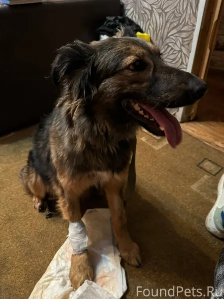 Убежала собака 16.01 Девочка Г...