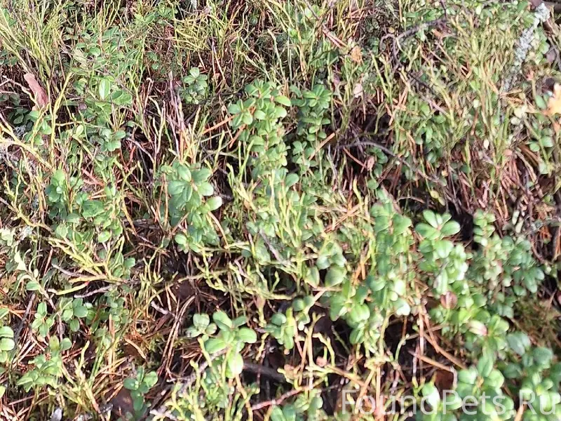 Убежала собака породы малинуа ...