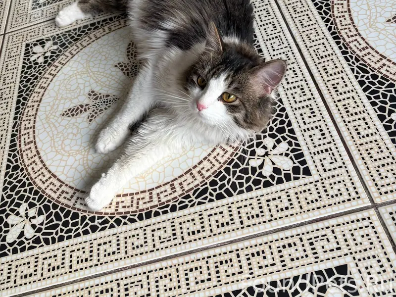 Помогите найти хозяина! Найден...