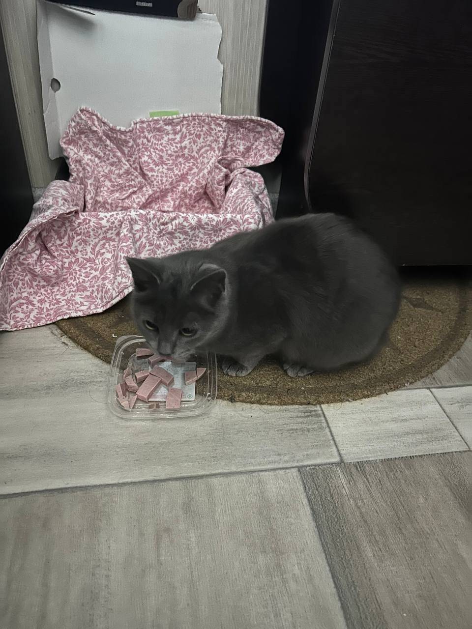 Найден котёнок ул. Полевая ,кр...