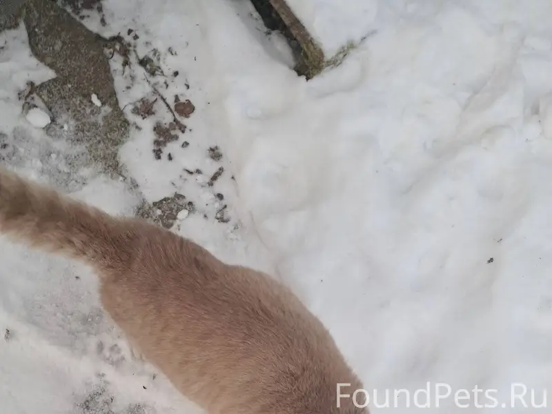 На днях в СНТ "Мелиоратор" поя...