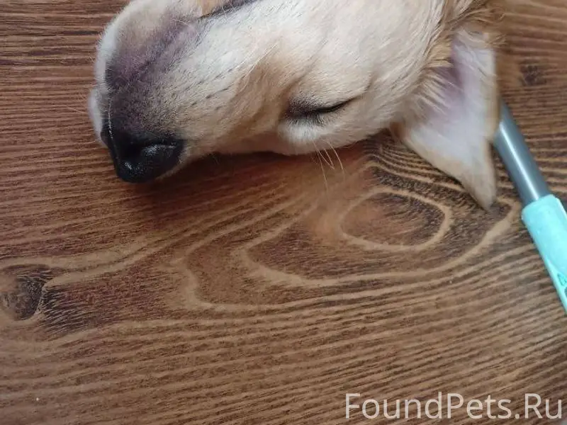 У моей подруги пропала собака ...