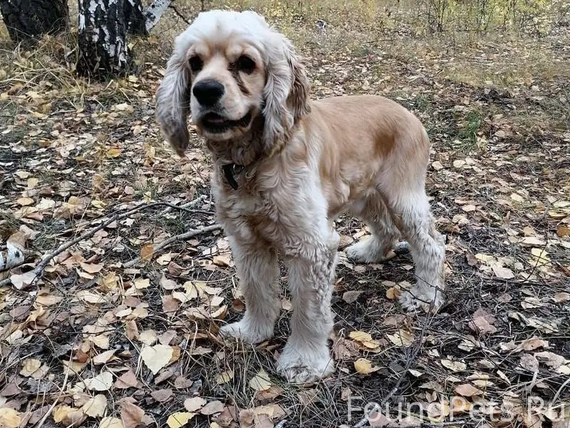Пропала собака кокер спаниель....