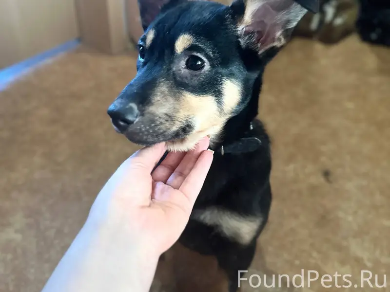 Кто потерял собаку в районе ул...