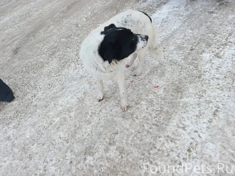 Пес лапы кровят, возможно пере...