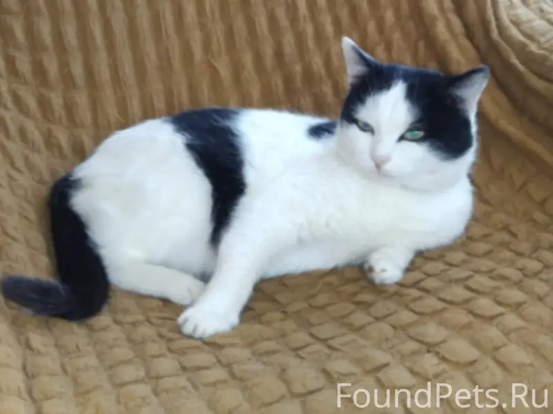Семь дней назад потерялся кот!...