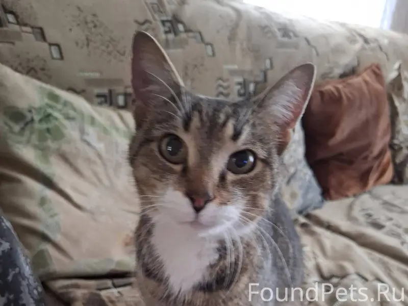 Найдена кошка на Станционном п...