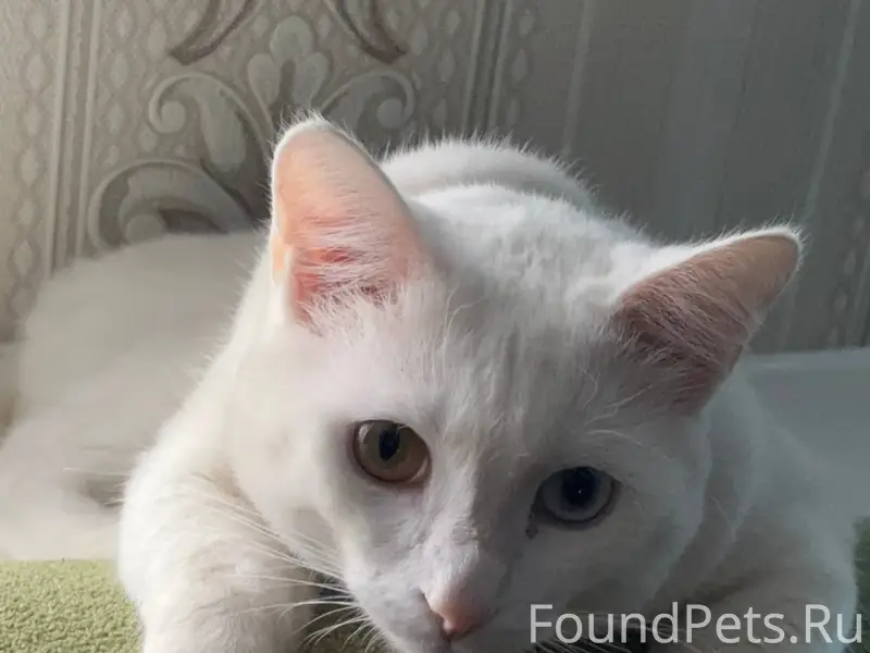 Пропал кот, в октябрьском райо...