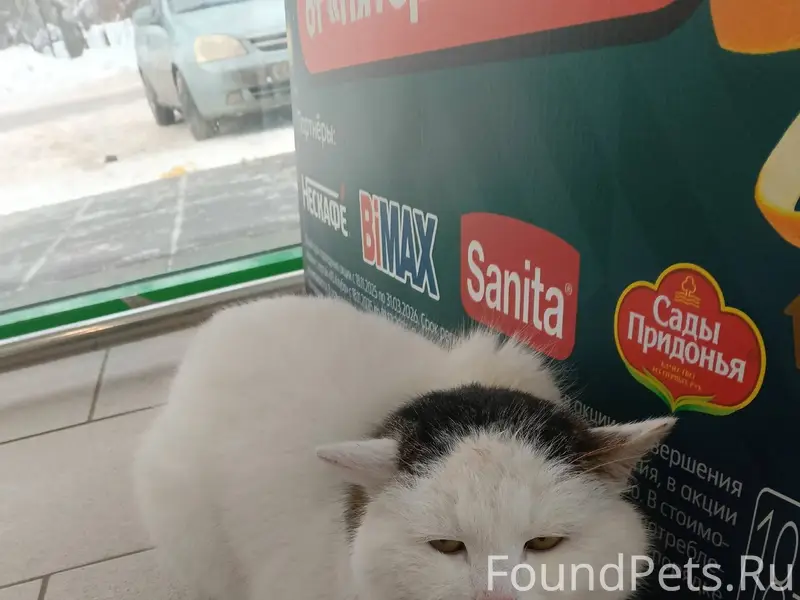 Чей кот или кошечка в пятерочк...