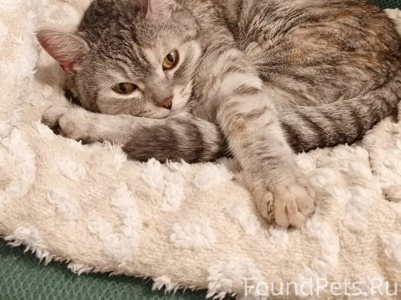 Найдена кошка в доме 17/16...