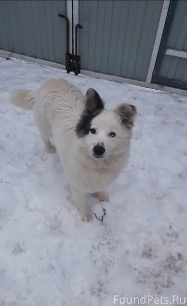 Пропал щенок вчера вечером в р...
