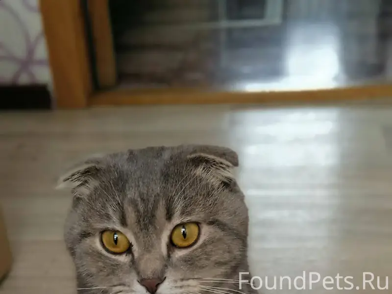 Пропал кот, вдруг кто видел ил...