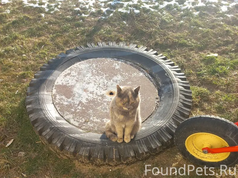 Чья потеряшка? Сидит во дворе ...