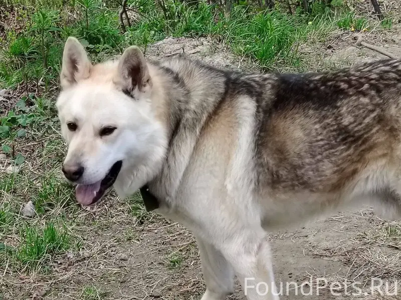 СРОЧНО! ❗❗❗ ПРОПАЛА СОБАКА ЗОВ...