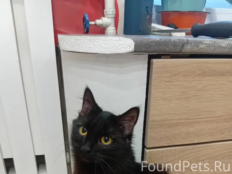 ‼️ХОЗЯИН, ОТЗОВИСЬ!!! Найдена ...