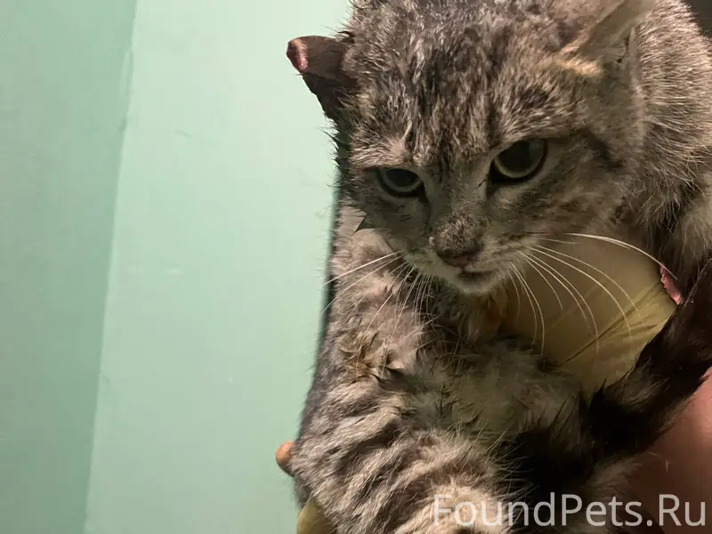 Найден кот рядом со Стахановск...