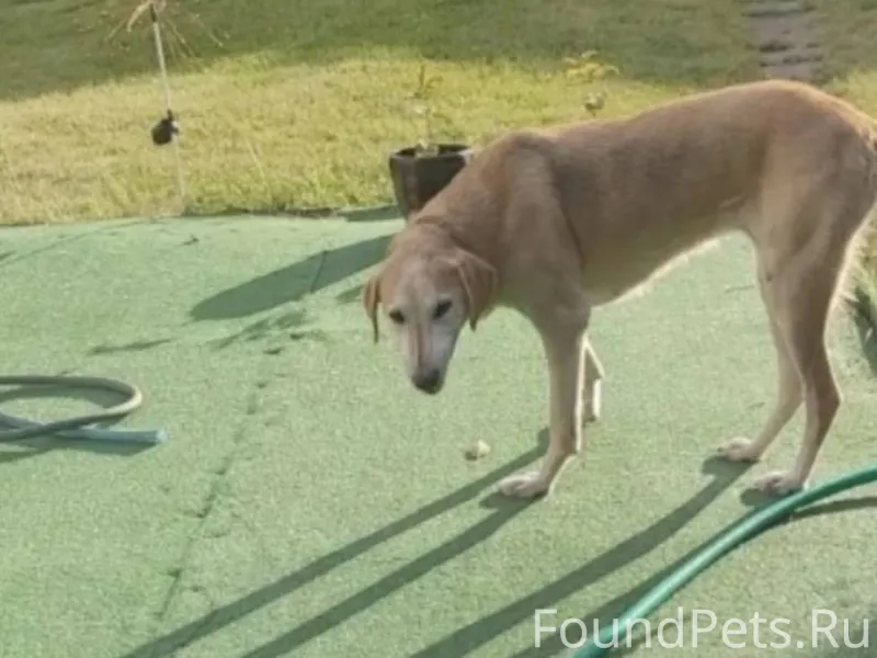 #Калуга Пропала собака❗️❗️❗️ Р...