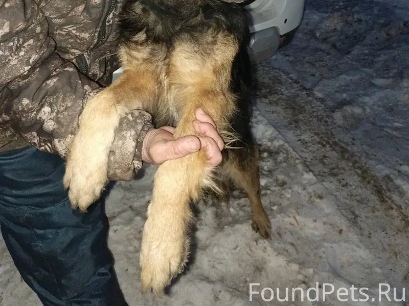 Найден пес. Очень контактный, ...